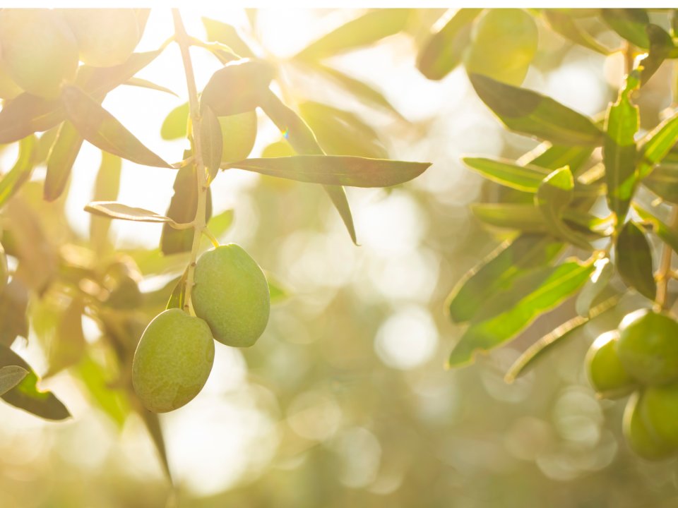 Avtohtone sorte oljk