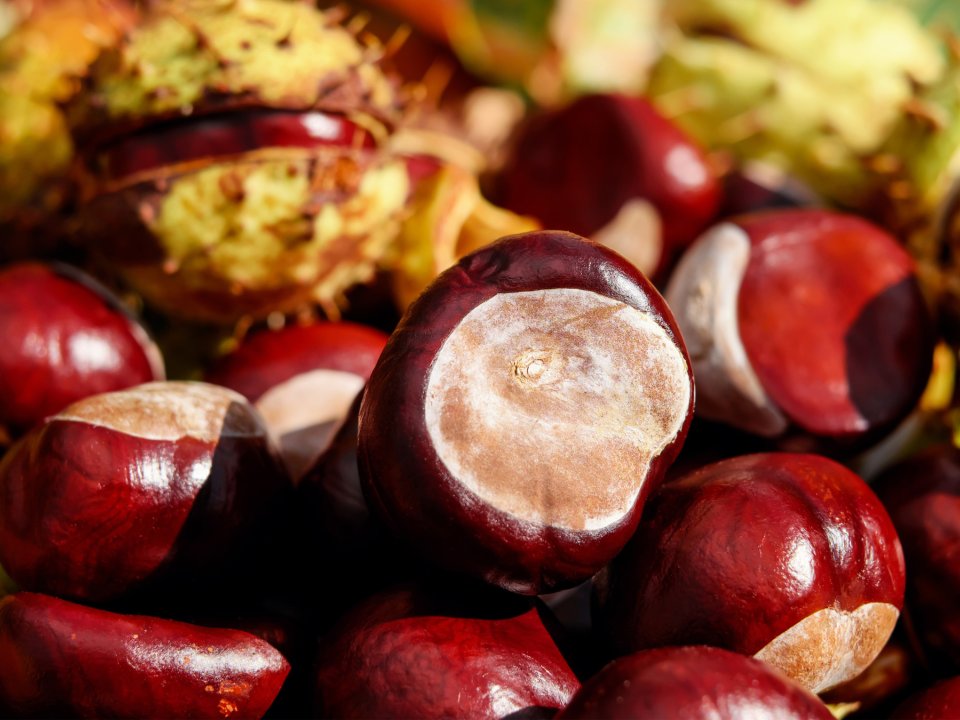 Jesen v Istri - Čas za naravo in trajnostne odločitve