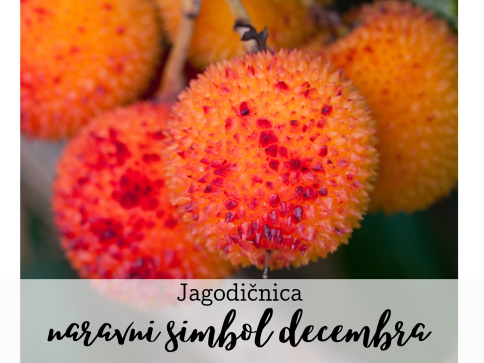 Čarobna jagodičnica - naravni simbol decembra