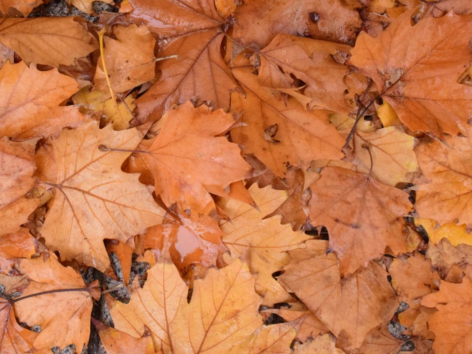 Zakaj so suhi listi pravzaprav koristni?